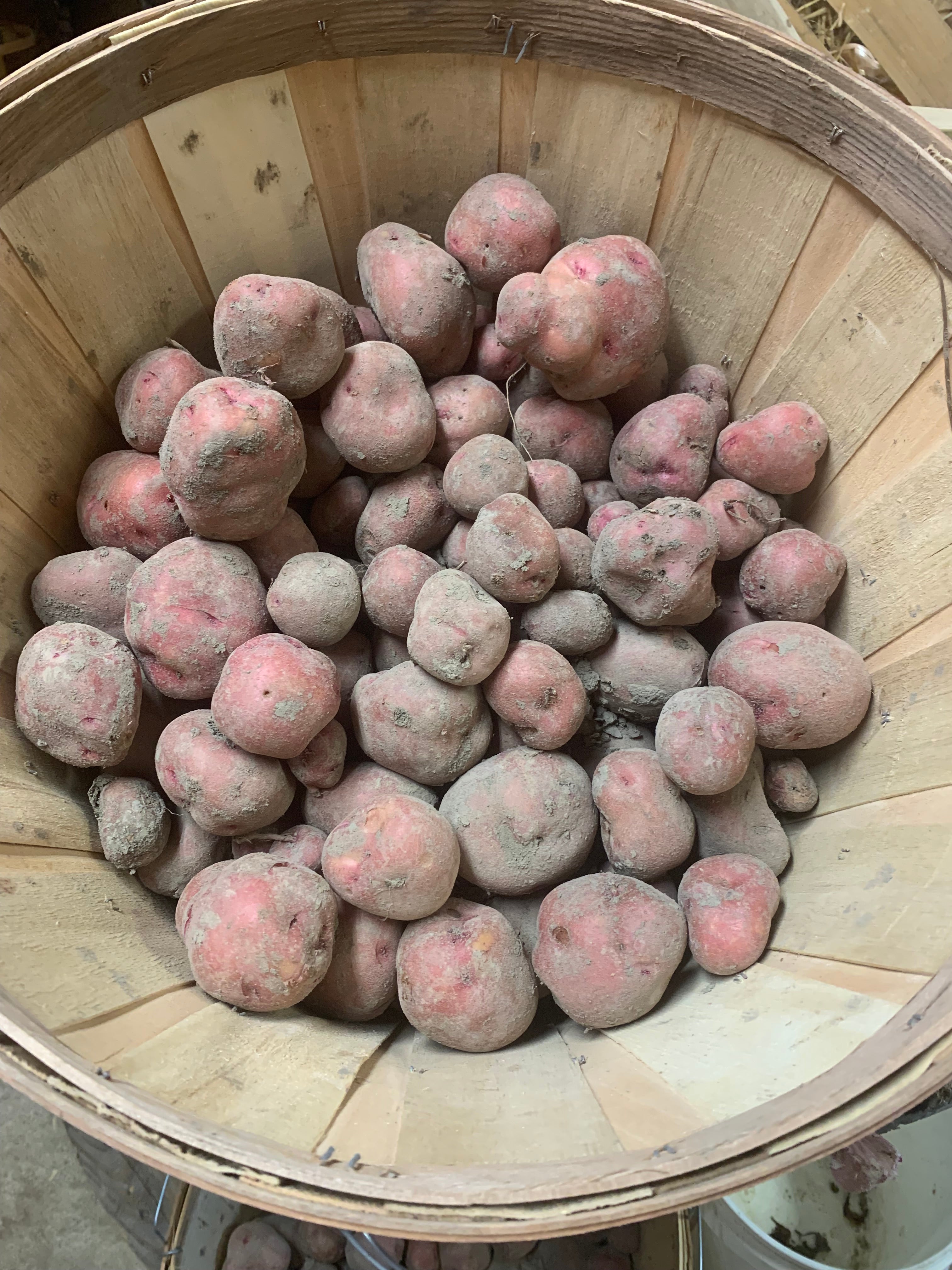 Red potatoes